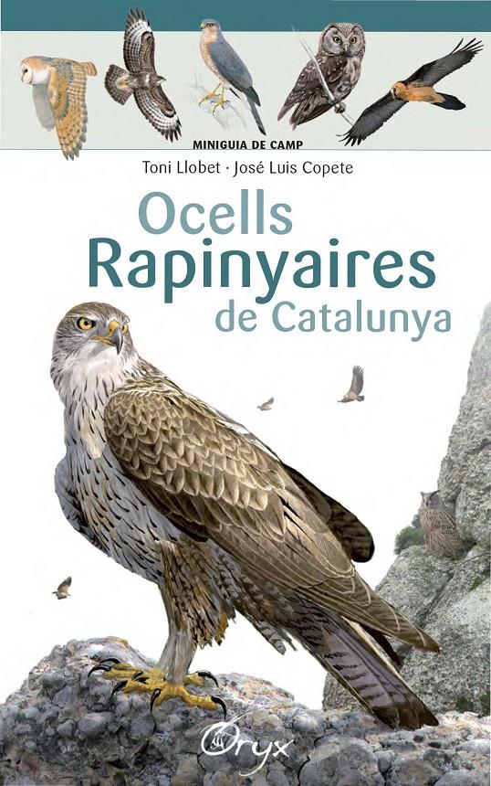 Ocells rapinyaires de Catalunya | 9788490346785 | Llobet François, Toni/Copete, José Luis | Llibreria online de Figueres i Empordà