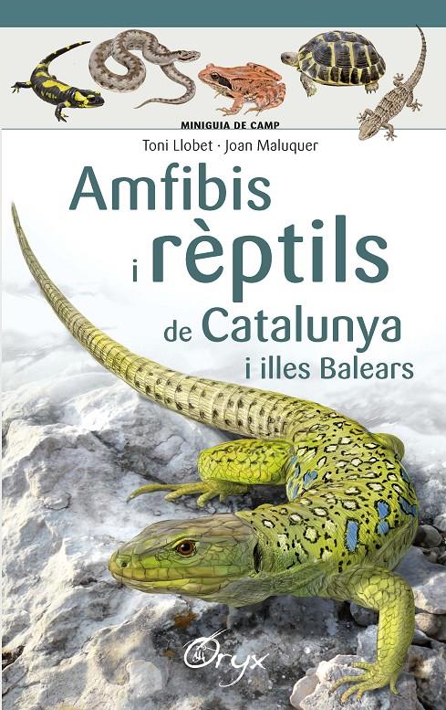 Amfibis i rèptils de Catalunya i illes Balears | 9788490346792 | Llobet François, Toni/Maluquer Margalef, Joan | Llibreria online de Figueres i Empordà