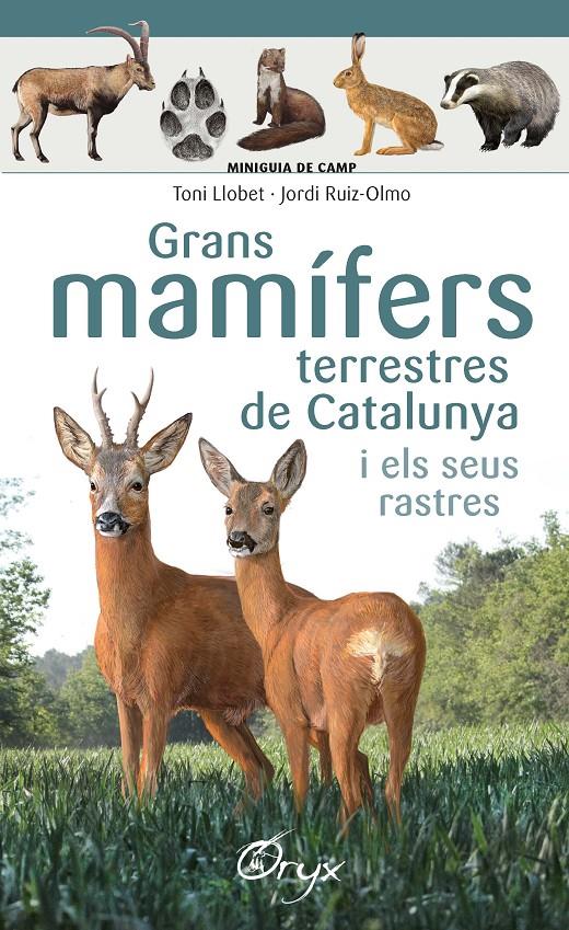 Grans mamífers terrestres de Catalunya i els seus rastres | 9788490347881 | Llobet François , Toni/Ruiz-Olmo, Jordi | Llibreria online de Figueres i Empordà